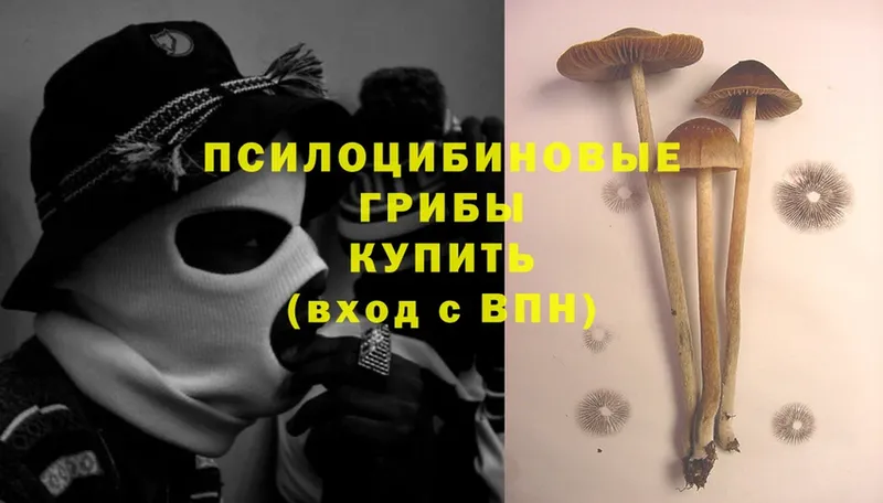 Псилоцибиновые грибы Cubensis  купить наркотик  mega вход  Вяземский 